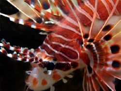 A close study of a Juvenile Lion Fish taken of Osprey Ree... by Nigel Witham 